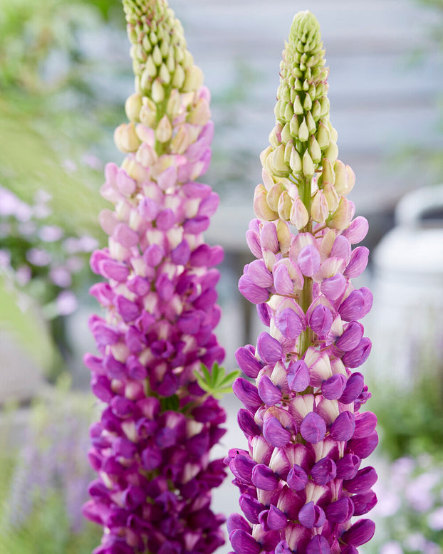 Lupinus 'Shirley Anne'