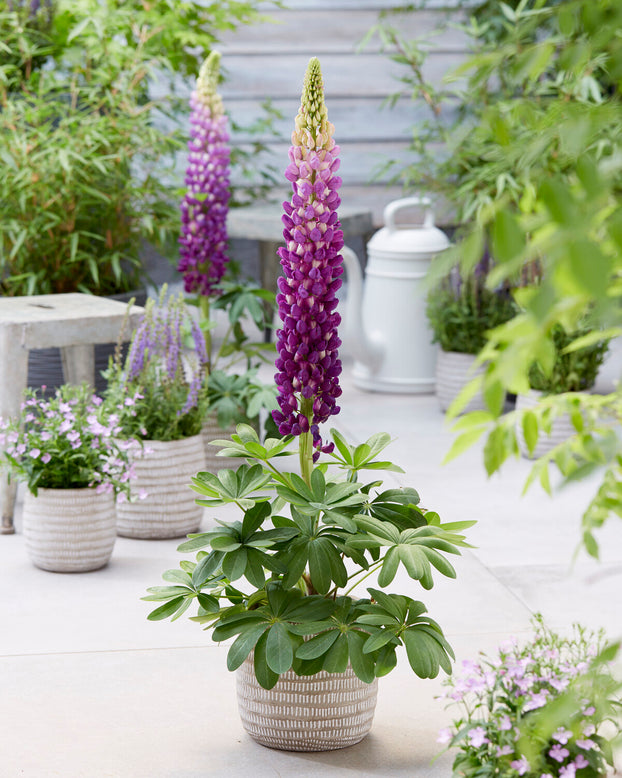 Lupinus 'Shirley Anne'