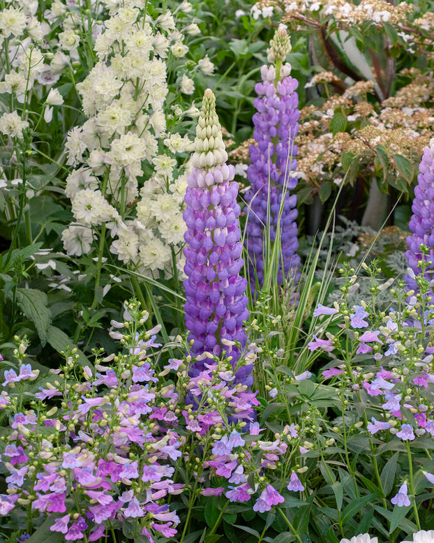 Lupinus 'Shirley Anne'