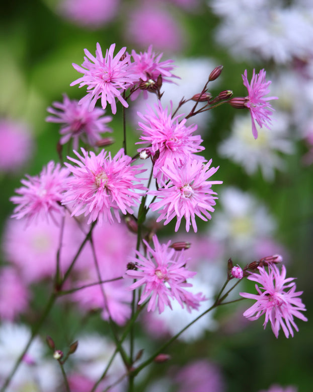 Silene 'Petite Jenny'
