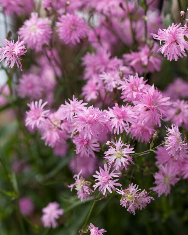 Silene 'Petite Jenny'