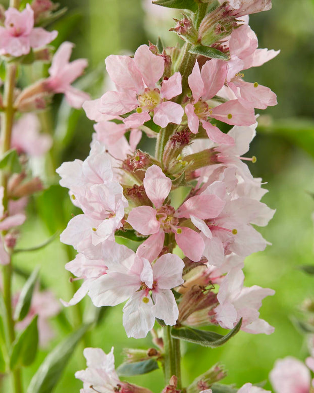 Lythrum 'Blush'