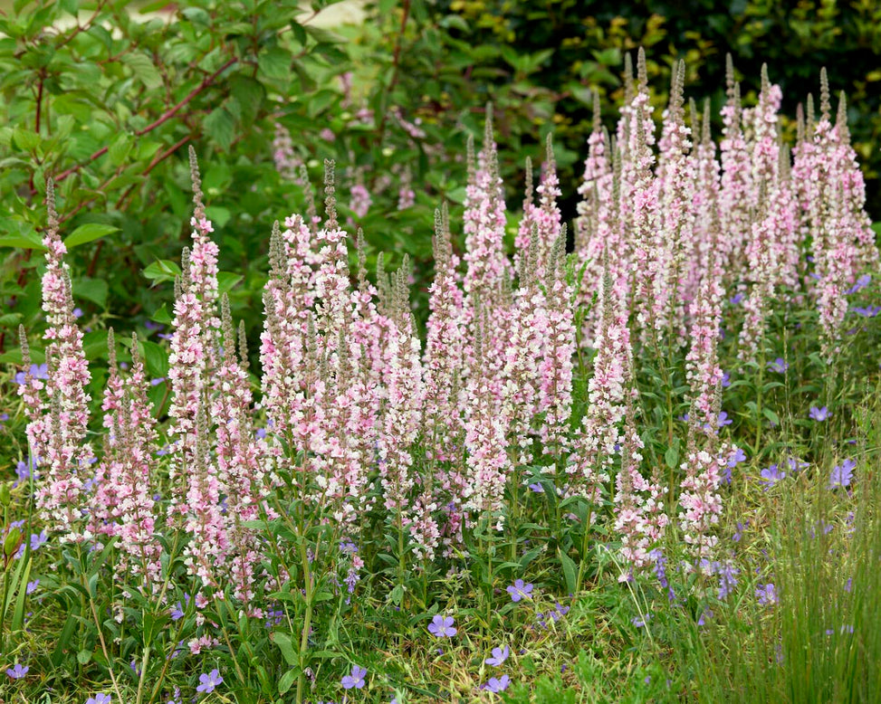 Lythrum 'Blush'