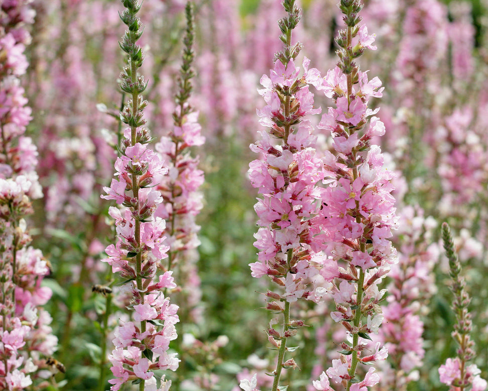 Lythrum 'Blush'