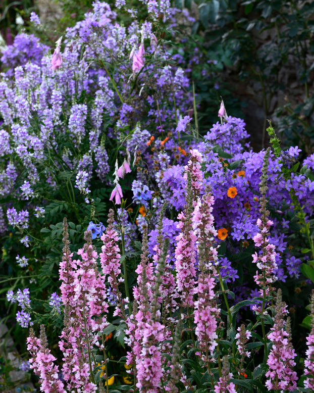 Lythrum 'Blush'
