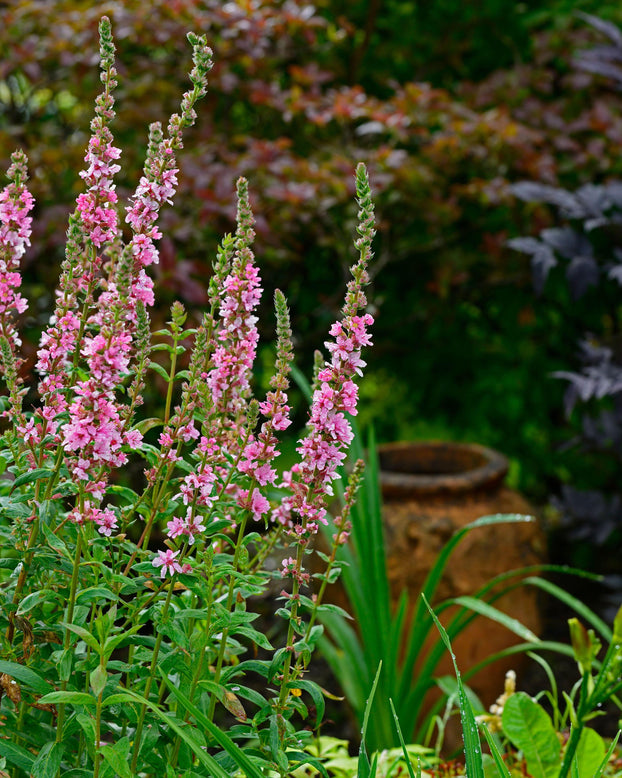 Lythrum 'Blush'