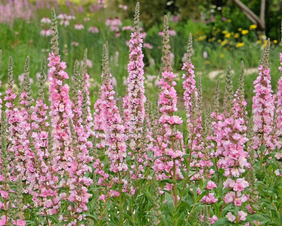 Lythrum 'Blush'