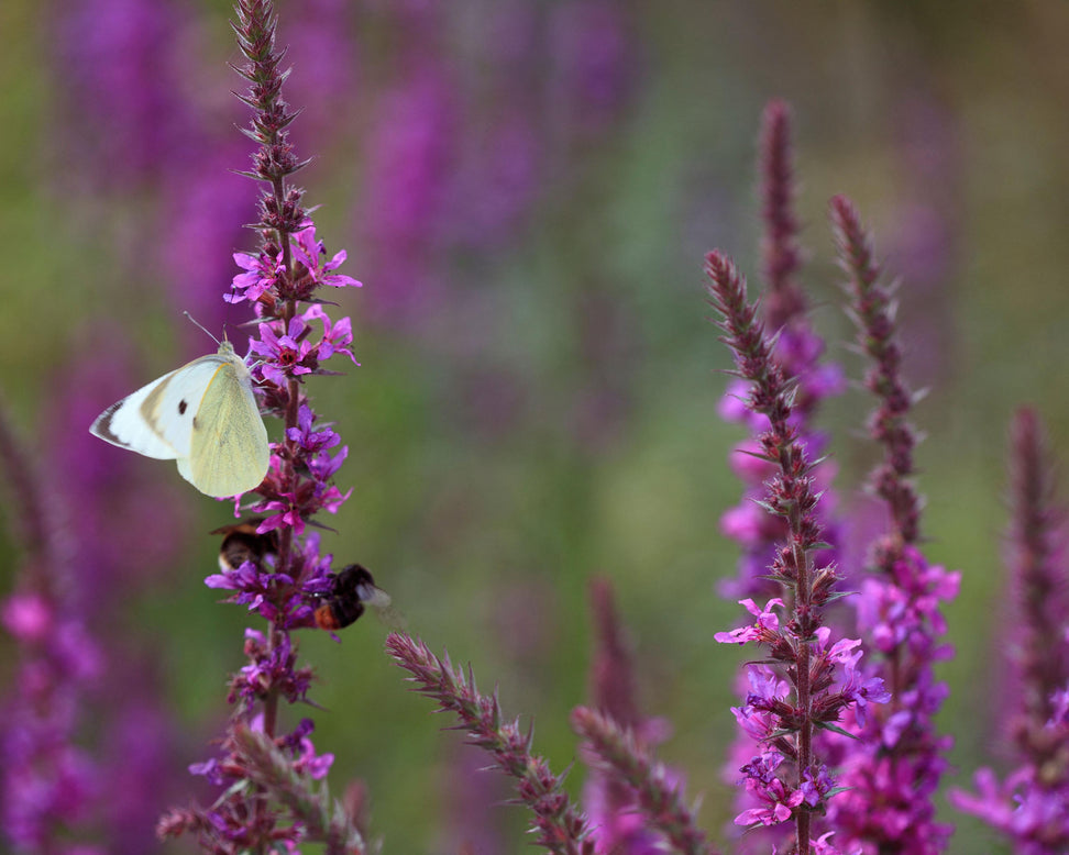 Lythrum 'Lady Sackville'