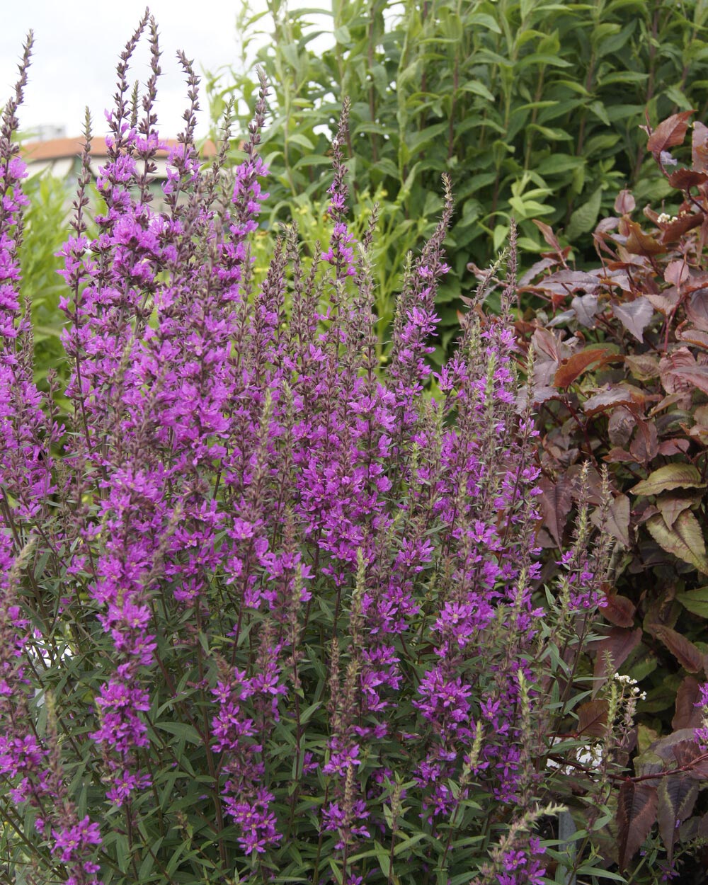 Lythrum Lythrum salicaria 'Lady Sackville' bare roots | Buy purple loosestrife ...