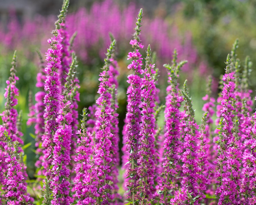 Lythrum 'Lady Sackville'