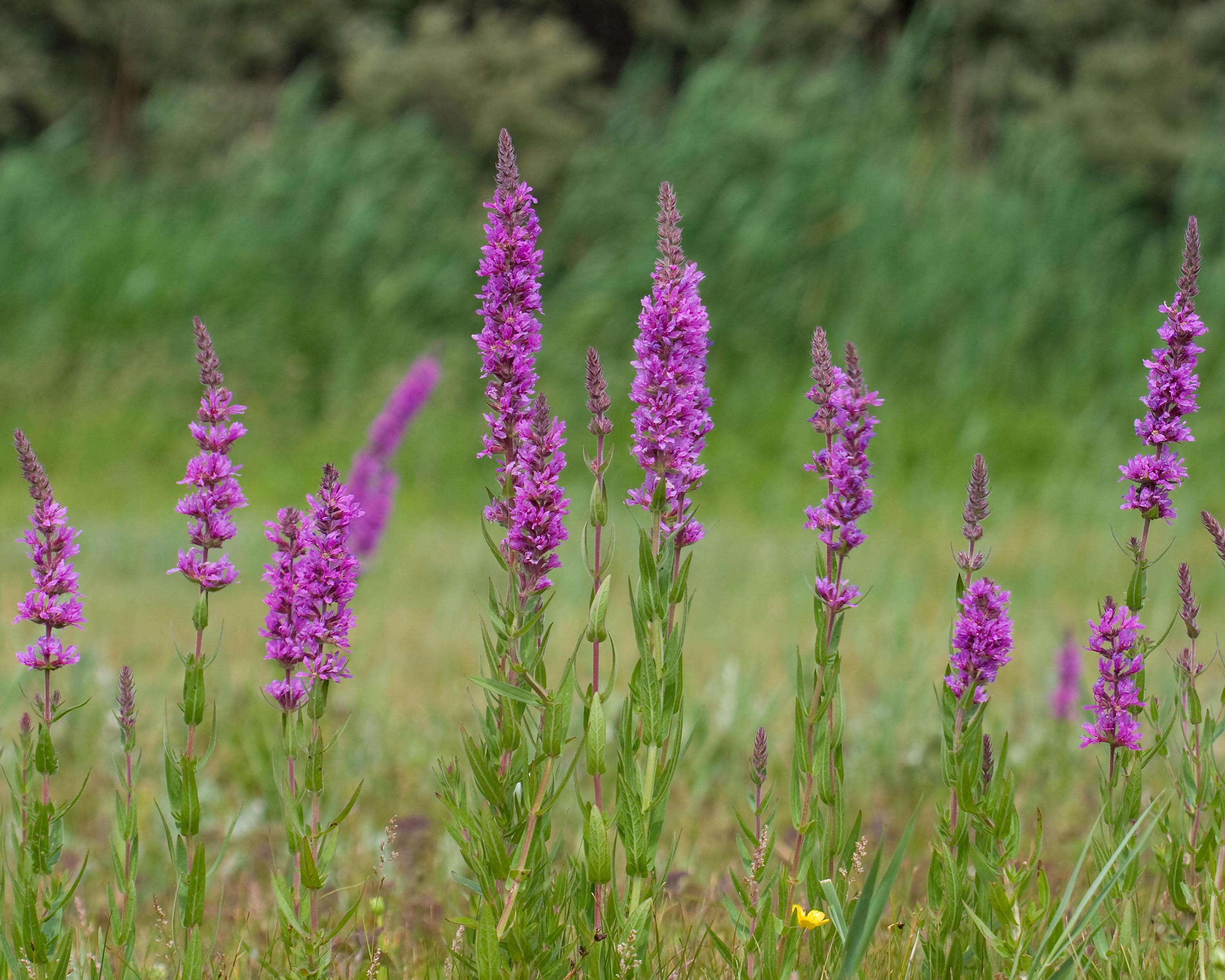 Lythrum Lythrum salicaria 'Lady Sackville' bare roots | Buy purple loosestrife ...