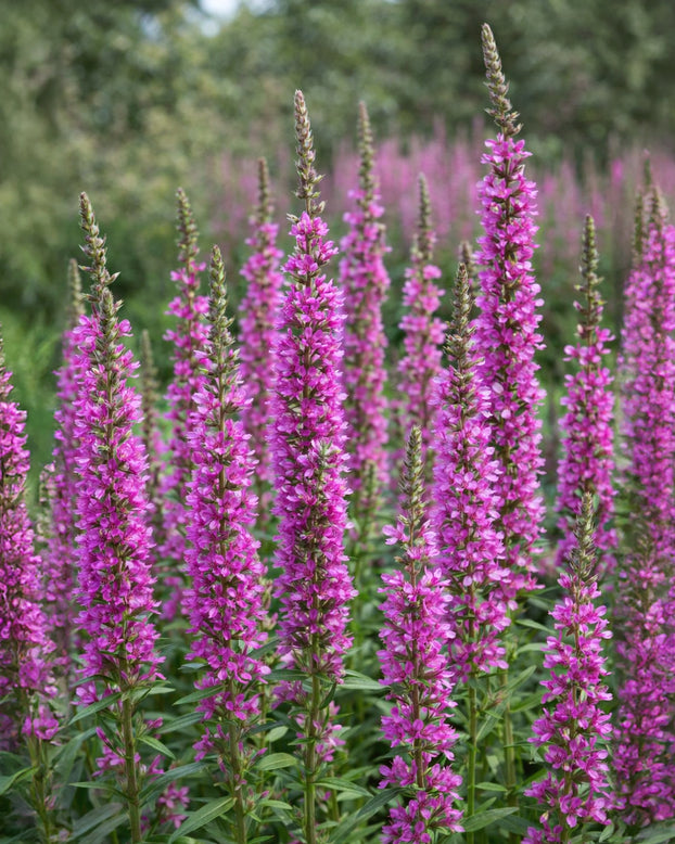 Lythrum 'Lady Sackville'