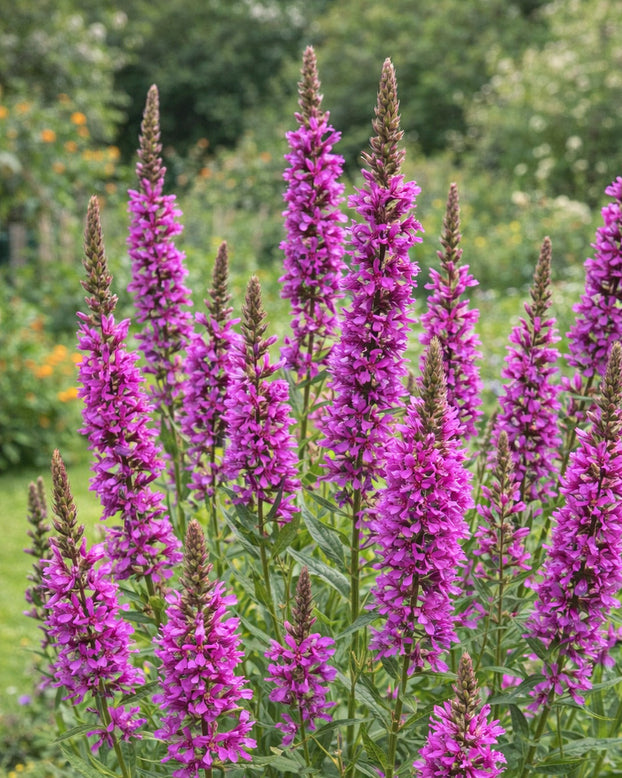 Lythrum 'Swirl'