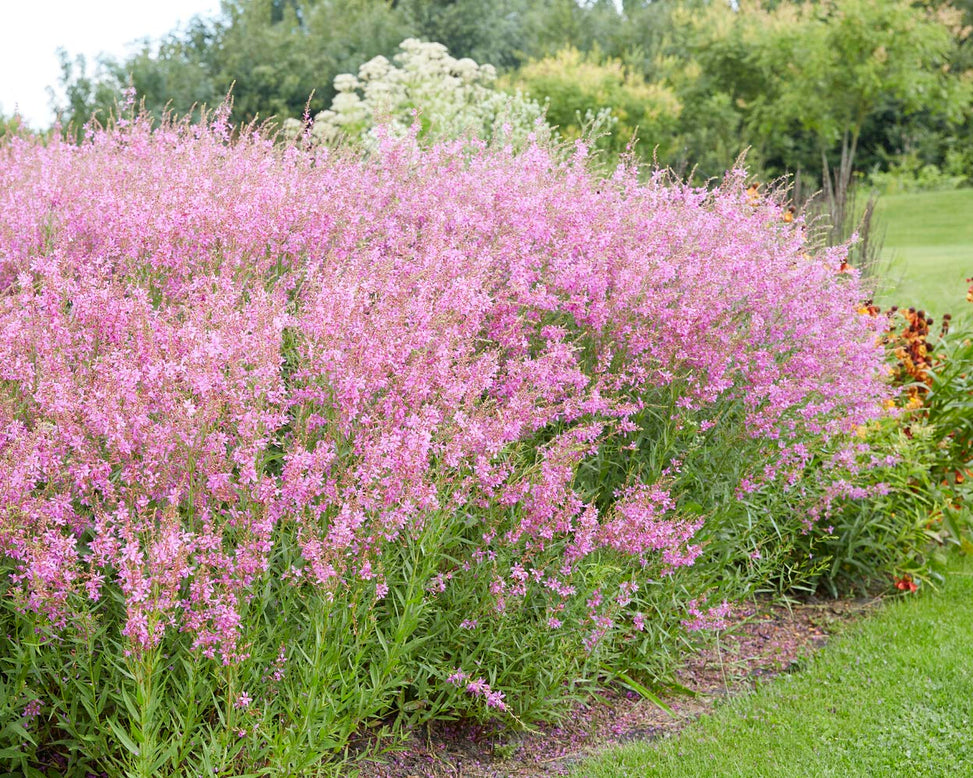 Lythrum 'Swirl'