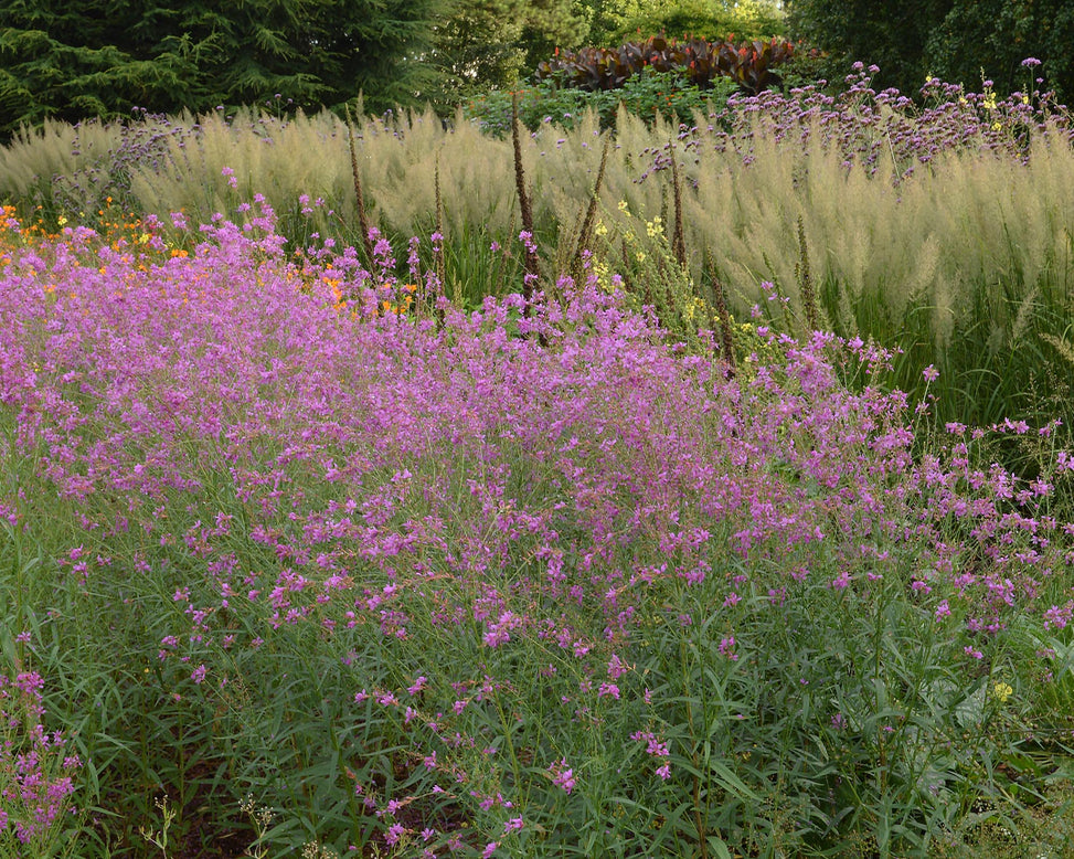Lythrum 'Swirl'