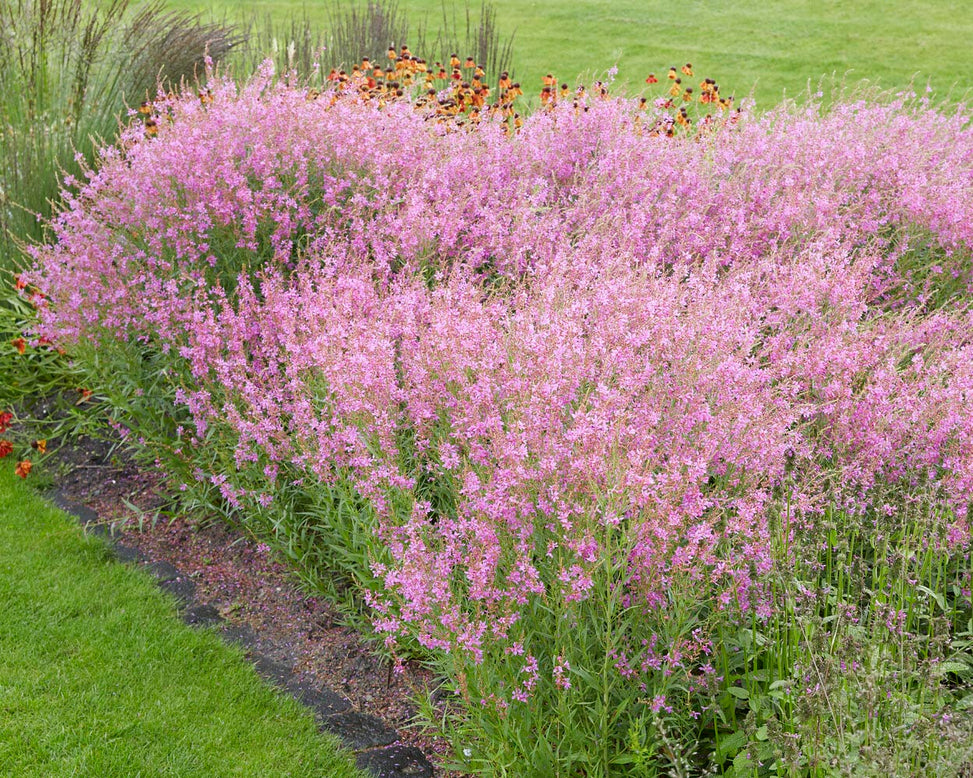 Lythrum 'Swirl'
