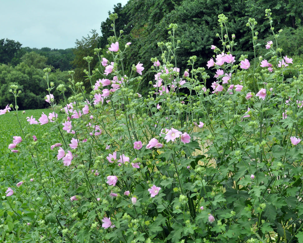 Malva thuringiaca