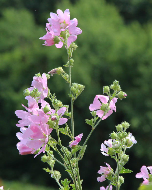 Malva thuringiaca