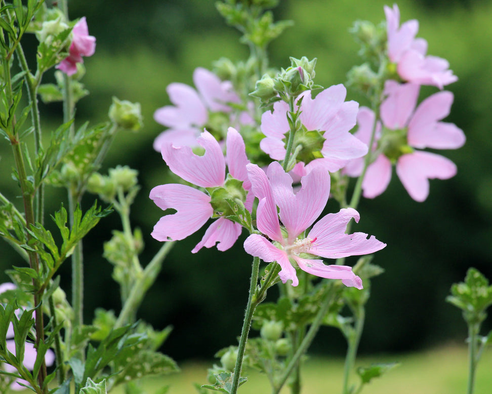 Malva thuringiaca