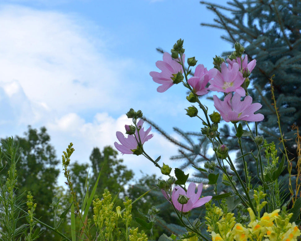 Malva thuringiaca