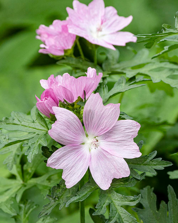 Malva thuringiaca