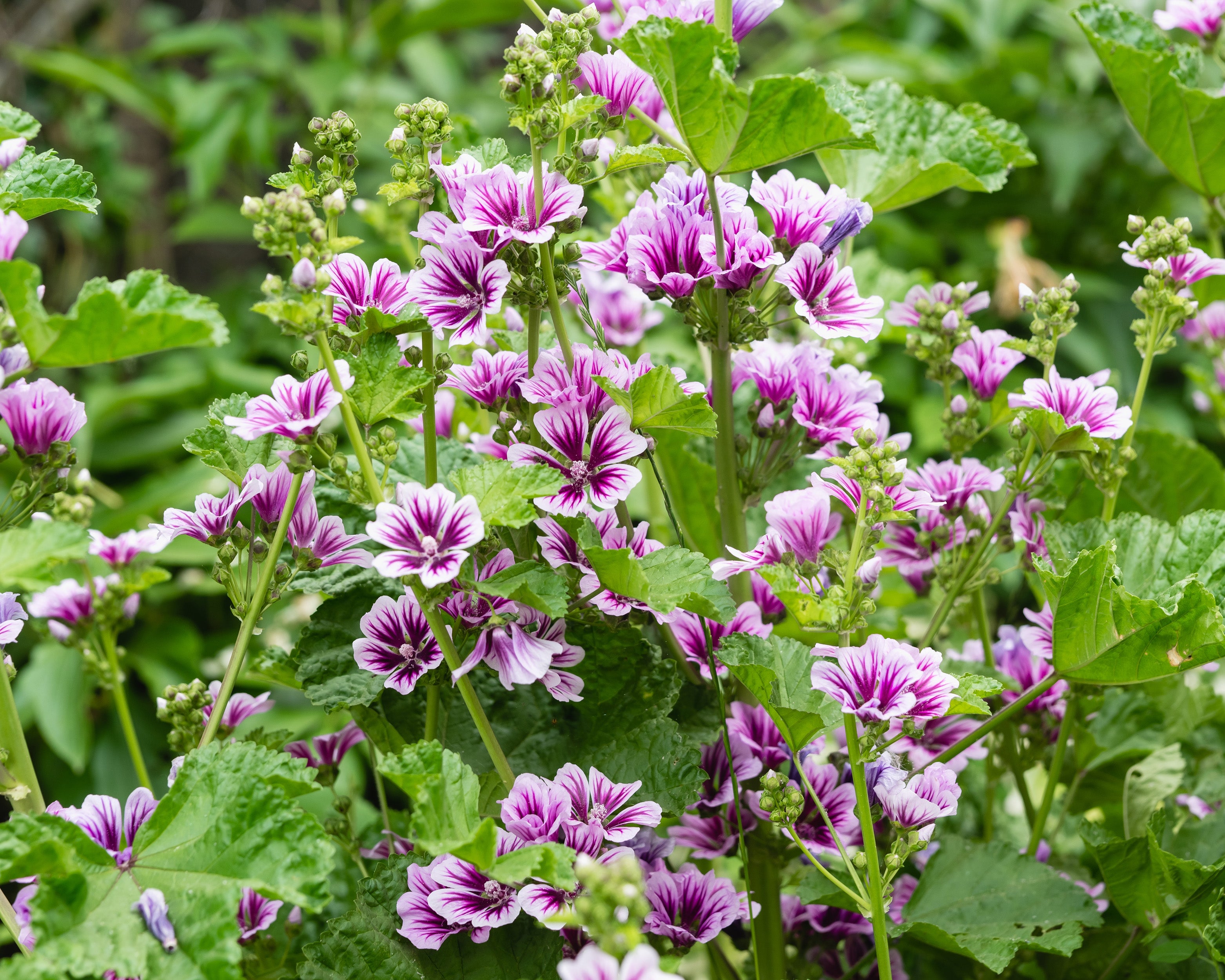 Malva Roots Malva sylvestris 'Zebrina' (mallow) | Buy online at Farmer Gracy UK