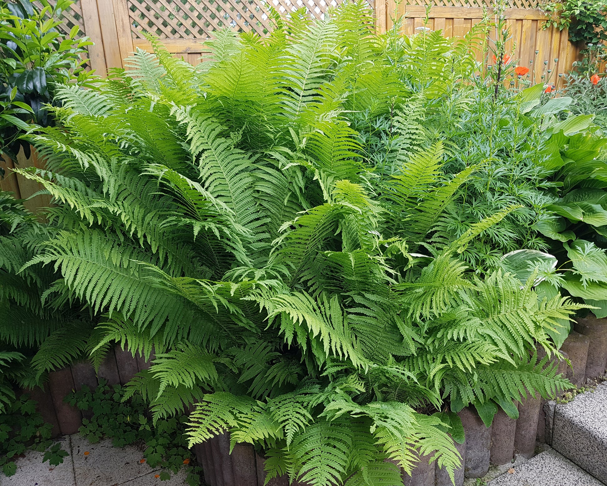 Matteuccia struthiopteris (shuttlecock fern) bare roots | Buy online at