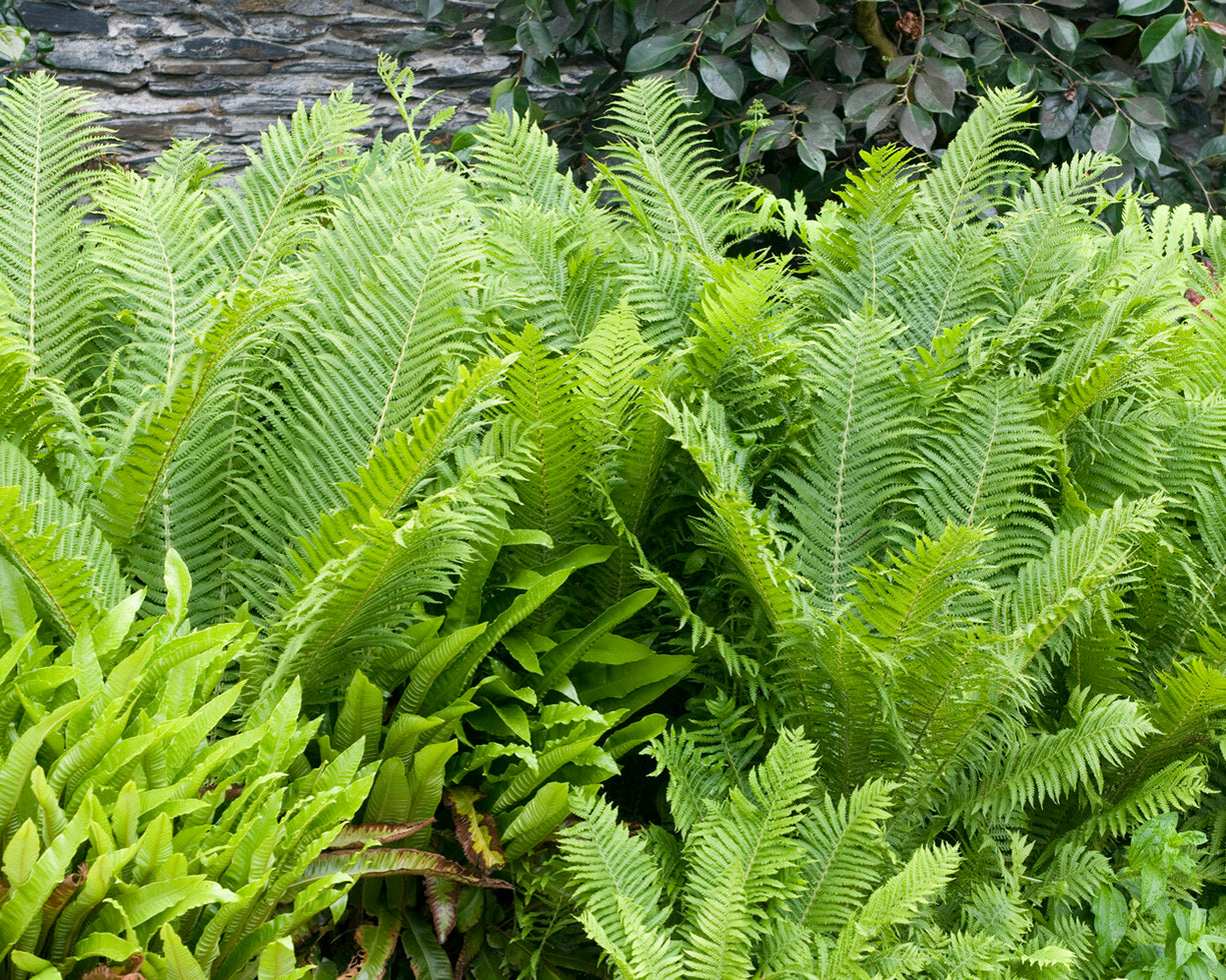 thumbnail image 2 of 10 Ostrich Fern Rhizomes - Matteuccia Struthiopteris Hardy Shade Plants For Garden Landscaping 2 of 4
