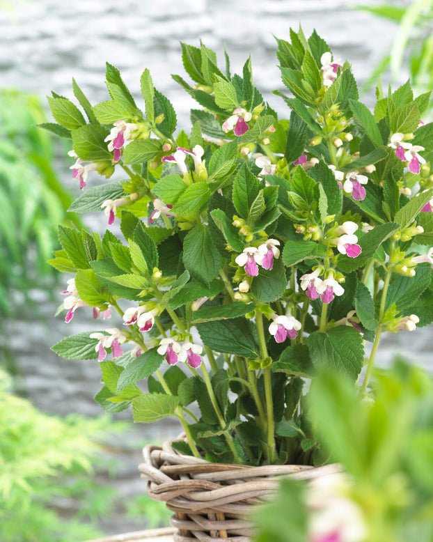 Melittis 'Royal Velvet Distinction'