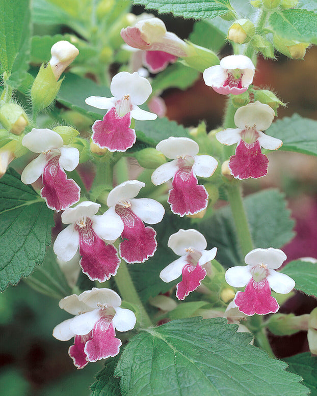 Melittis 'Royal Velvet Distinction'