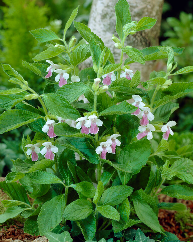 Melittis 'Royal Velvet Distinction'