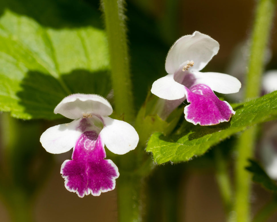 Melittis 'Royal Velvet Distinction'