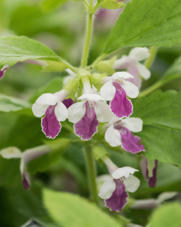 Melittis 'Royal Velvet Distinction'