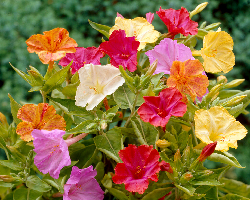 Mirabilis jalapa