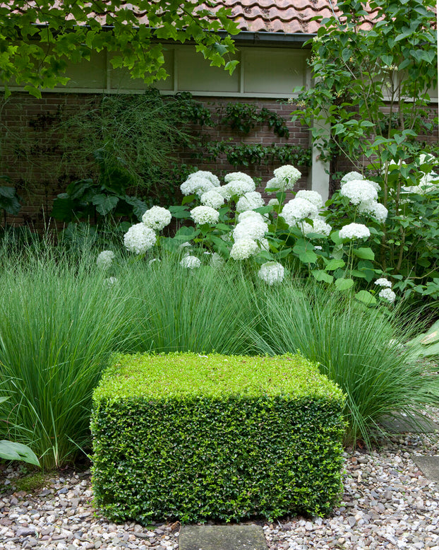 Miscanthus 'Gracillimus'