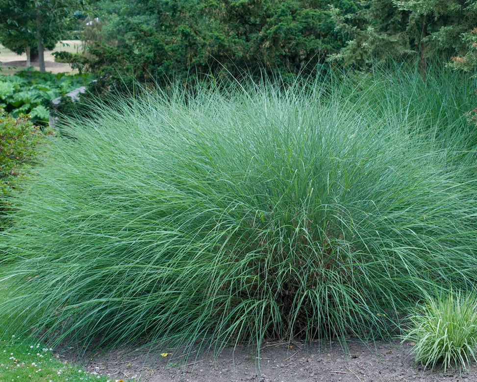 Miscanthus 'Gracillimus'