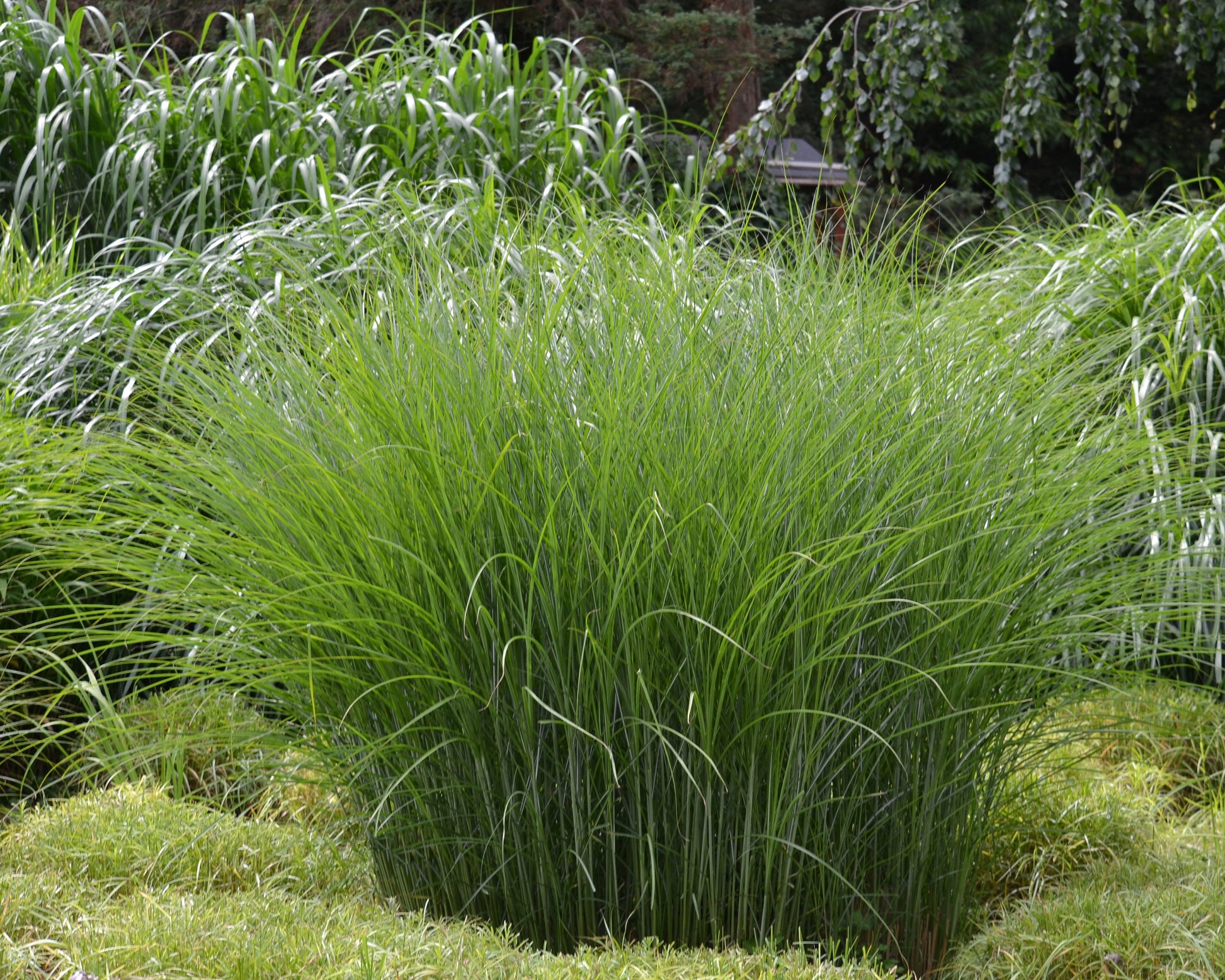 Miscanthus sinensis 'Gracillimus' bare roots | Buy maiden grass online