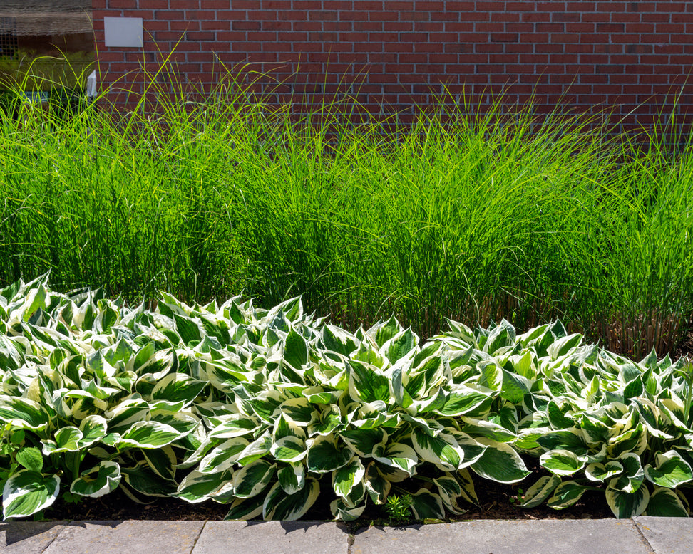 Miscanthus 'Gracillimus'