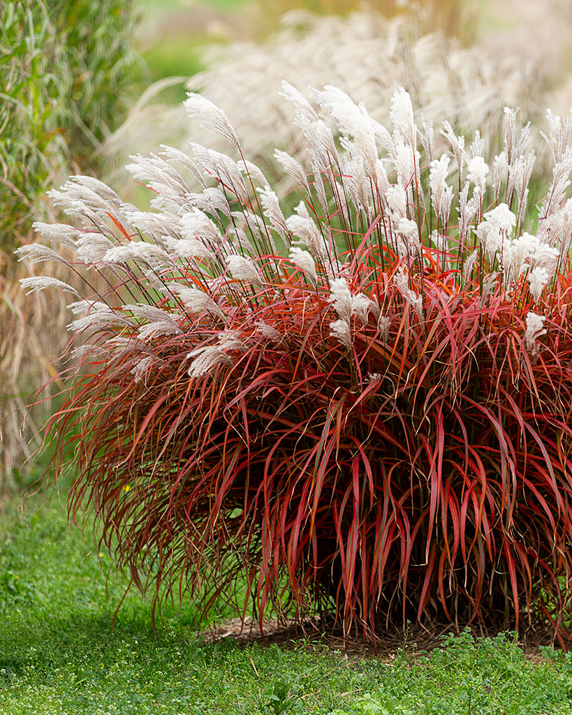 Miscanthus 'Lady in Red' bare roots | Buy red elephant grass online at ...