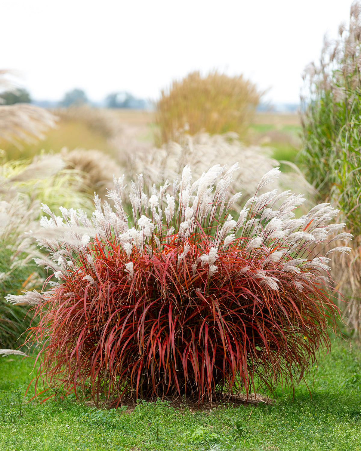 Miscanthus 'Lady in Red' bare roots | Buy red elephant grass online at ...