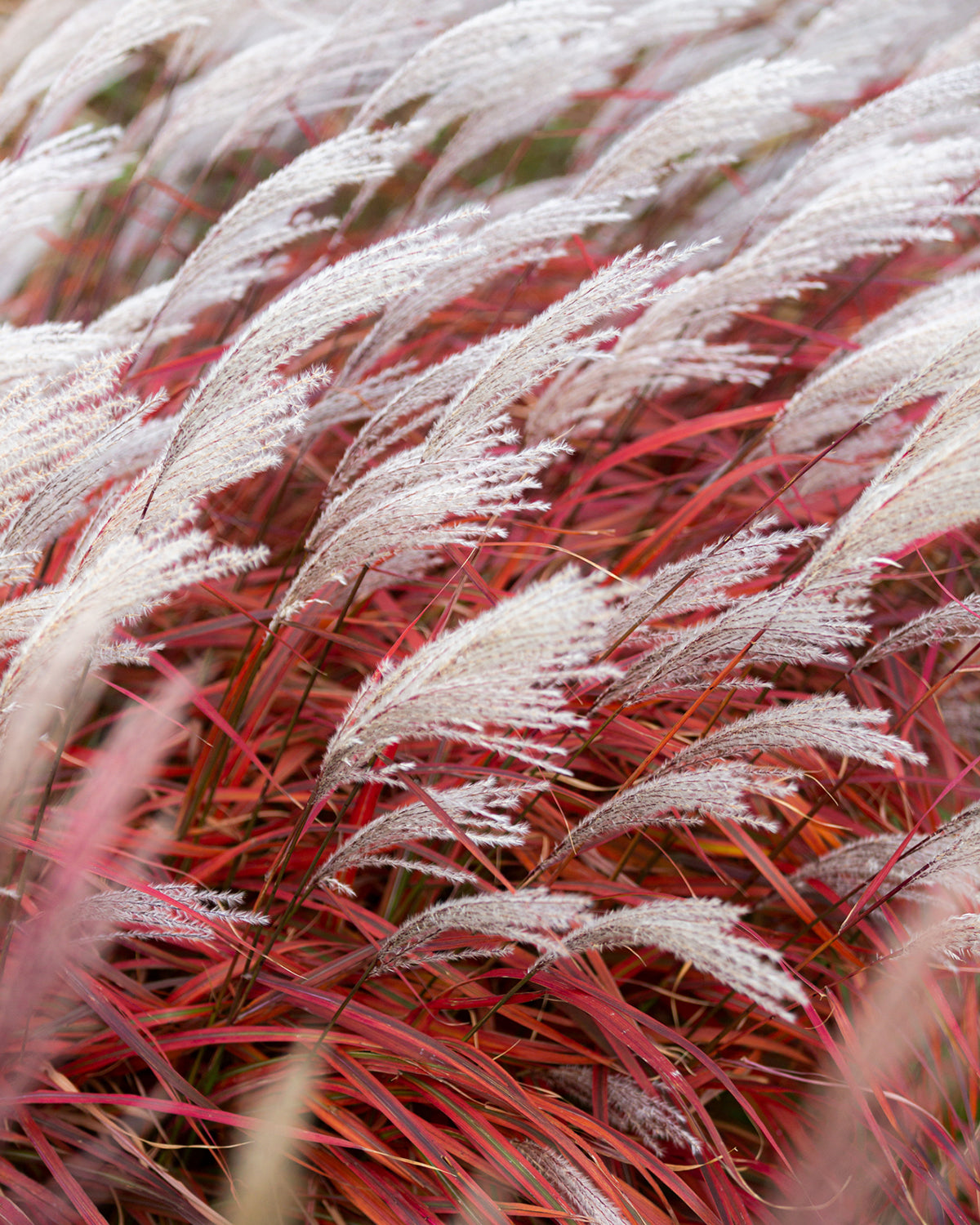 Miscanthus 'Lady in Red' bare roots | Buy red elephant grass online at ...