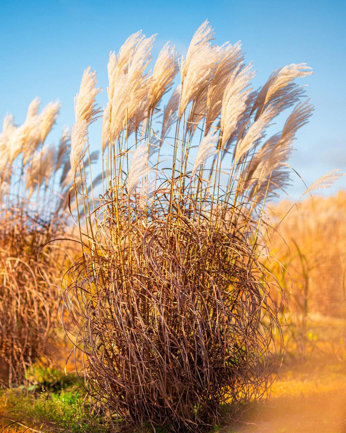 Miscanthus 'Lady in Red' bare roots | Buy red elephant grass online at ...