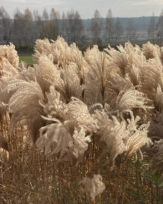 Miscanthus 'Polonus'