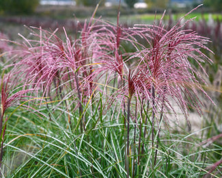 Miscanthus 'Polonus'