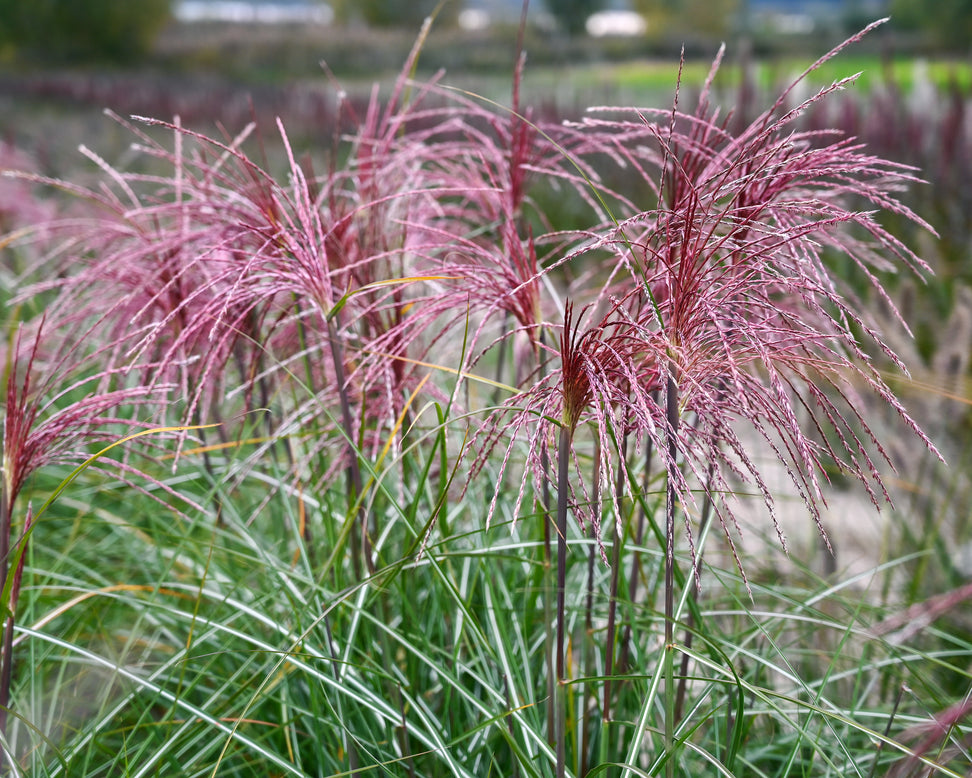 Miscanthus 'Polonus'