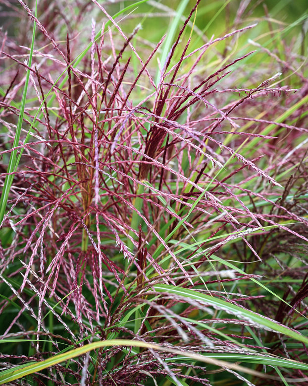 Miscanthus 'Polonus'