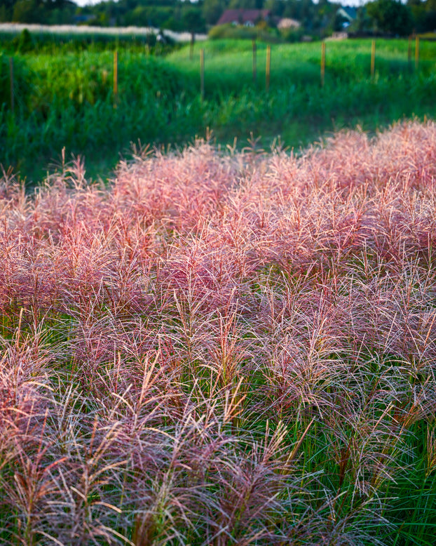 Miscanthus 'Polonus'
