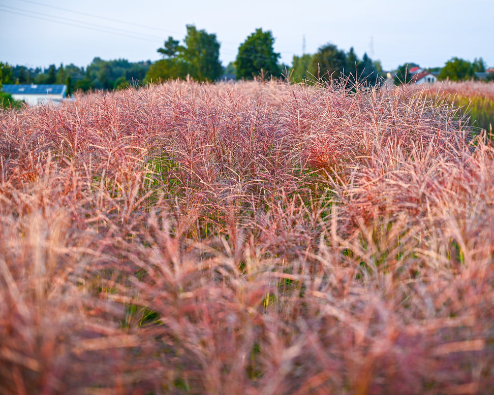 Miscanthus 'Polonus'