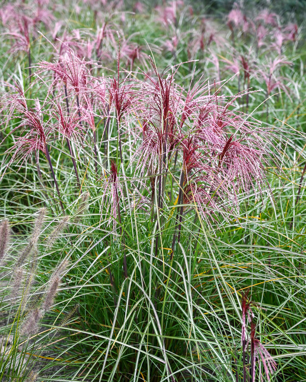 Miscanthus 'Polonus'