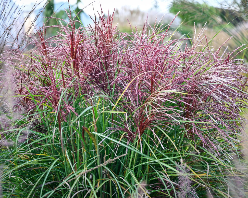 Miscanthus 'Polonus'